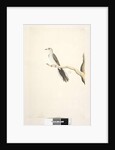 Page 80. Columba by Unknown artist