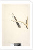 Page 80. Columba by Unknown artist