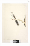Page 80. Columba by Unknown artist