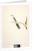 Page 80. Columba by Unknown artist