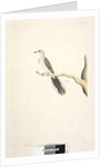 Page 80. Columba by Unknown artist