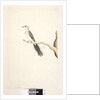 Page 80. Columba by Unknown artist