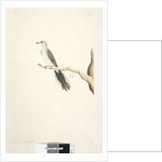 Page 80. Columba by Unknown artist