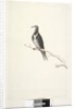 Page 81. Wunga, Wungee Pigeon. by Unknown artist