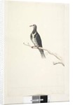 Page 81. Wunga, Wungee Pigeon. by Unknown artist
