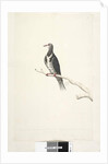 Page 81. Wunga, Wungee Pigeon. by Unknown artist