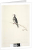 Page 81. Wunga, Wungee Pigeon. by Unknown artist