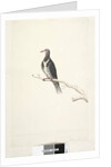 Page 81. Wunga, Wungee Pigeon. by Unknown artist