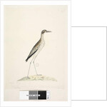 Page 86. A Night Bird by Unknown artist