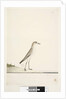 Page 88. Charadrius by Unknown artist