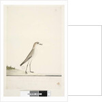Page 88. Charadrius by Unknown artist
