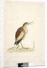 Little Bittern Ixobrychus minutus by Unknown artist