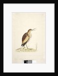 Little Bittern Ixobrychus minutus by Unknown artist