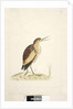 Little Bittern Ixobrychus minutus by Unknown artist
