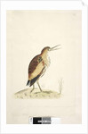 Little Bittern Ixobrychus minutus by Unknown artist
