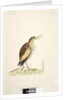 Little Bittern Ixobrychus minutus by Unknown artist