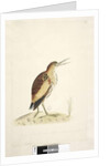 Little Bittern Ixobrychus minutus by Unknown artist