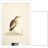 Little Bittern Ixobrychus minutus by Unknown artist