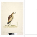 Little Bittern Ixobrychus minutus by Unknown artist