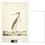 Scolopax by Unknown artist