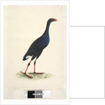 Page 94. Porphyrio. along lower edge in different hand by Unknown artist