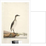 Page 95. Podicepha. along lower edge in different hand September by Unknown artist