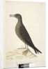 Page 97. Bird of Norfolk Island commonly called the mutton bird, drawn natural size Wedge, Tailed Shearwater Puffinis Pacificus, 1791-92 by Unknown artist