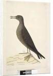 Page 97. Bird of Norfolk Island commonly called the mutton bird, drawn natural size Wedge, Tailed Shearwater Puffinis Pacificus, 1791-92 by Unknown artist