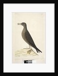 Page 97. Bird of Norfolk Island commonly called the mutton bird, drawn natural size Wedge, Tailed Shearwater Puffinis Pacificus, 1791-92 by Unknown artist