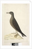 Page 97. Bird of Norfolk Island commonly called the mutton bird, drawn natural size Wedge, Tailed Shearwater Puffinis Pacificus, 1791-92 by Unknown artist