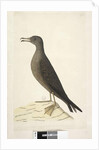 Page 97. Bird of Norfolk Island commonly called the mutton bird, drawn natural size Wedge, Tailed Shearwater Puffinis Pacificus, 1791-92 by Unknown artist