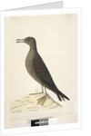 Page 97. Bird of Norfolk Island commonly called the mutton bird, drawn natural size Wedge, Tailed Shearwater Puffinis Pacificus, 1791-92 by Unknown artist