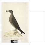 Page 97. Bird of Norfolk Island commonly called the mutton bird, drawn natural size Wedge, Tailed Shearwater Puffinis Pacificus, 1791-92 by Unknown artist
