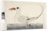 Page 100. Phaeton Red, Tailed Tropicbird Phaethon rubricauda, 1791-92 by Unknown artist