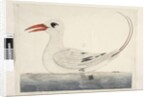 Page 100. Phaeton Red, Tailed Tropicbird Phaethon rubricauda, 1791-92 by Unknown artist