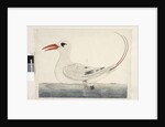 Page 100. Phaeton Red, Tailed Tropicbird Phaethon rubricauda, 1791-92 by Unknown artist