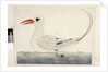 Page 100. Phaeton Red, Tailed Tropicbird Phaethon rubricauda, 1791-92 by Unknown artist