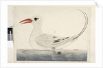Page 100. Phaeton Red, Tailed Tropicbird Phaethon rubricauda, 1791-92 by Unknown artist