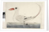 Page 100. Phaeton Red, Tailed Tropicbird Phaethon rubricauda, 1791-92 by Unknown artist