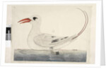 Page 100. Phaeton Red, Tailed Tropicbird Phaethon rubricauda, 1791-92 by Unknown artist