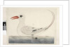 Page 100. Phaeton Red, Tailed Tropicbird Phaethon rubricauda, 1791-92 by Unknown artist