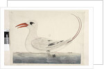 Page 100. Phaeton Red, Tailed Tropicbird Phaethon rubricauda, 1791-92 by Unknown artist