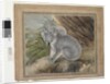 Koala and young, 1803, by John William Lewin