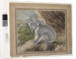 Koala and young, 1803, by John William Lewin