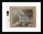 Koala and young, 1803, by John William Lewin