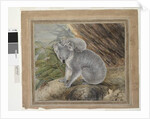 Koala and young, 1803, by John William Lewin