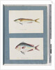 Page 7. Unidentified fish. 8. Unidentified fish by Unknown artist