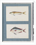 Page 7. Unidentified fish. 8. Unidentified fish by Unknown artist