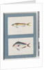 Page 7. Unidentified fish. 8. Unidentified fish by Unknown artist