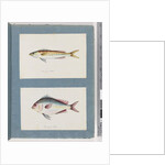 Page 7. Unidentified fish. 8. Unidentified fish by Unknown artist